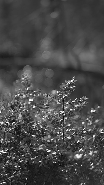 Bush, Macro, Branches, Bw, Chb HD phone wallpaper