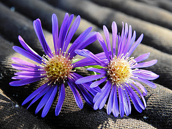Flowers, Petals, Buds HD wallpaper