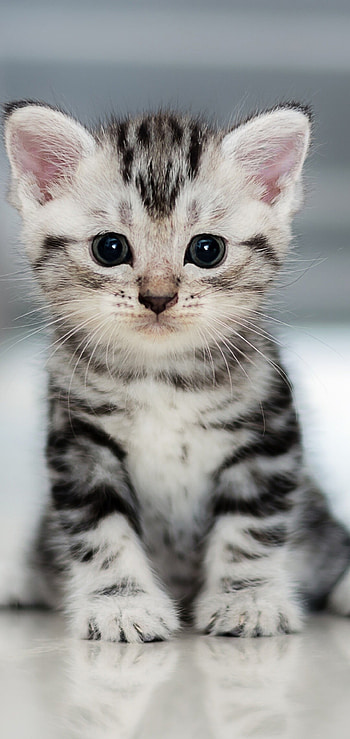 Small kitten, One Plus 6, Mobile HD phone wallpaper