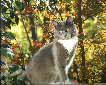 A cat outdoors, green, trees, cute, cat, paws HD wallpaper
