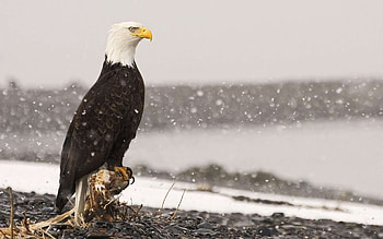 Bald, Eagle, Backgrounds, Wildlife HD wallpaper