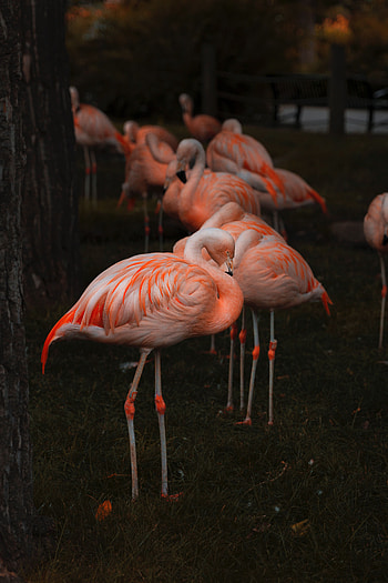Flamingo, Animals, Birds, Feather, Blur, Smooth, Color HD phone wallpaper
