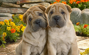 Animals, Flowers, Grass, Couple, Pair, Pleating, Folds, Puppies, Shar Pei HD wallpaper