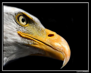 eagle for 5ayshooooom, beak, friend, eagle, bird of prey HD wallpaper