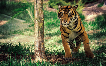 Tiger, cats, beautiful, animals HD wallpaper