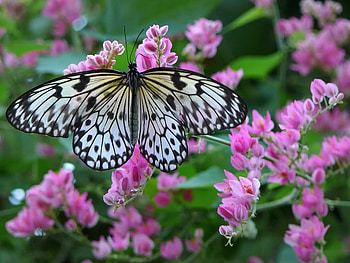 Paper Kite Butterfly on a Coral Plant, pink, white, butterfly, flower HD wallpaper