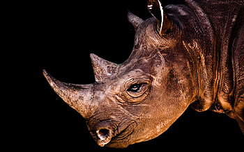 Rhinoceros , Rhino , Rhino-inspired , Rhino representation HD wallpaper