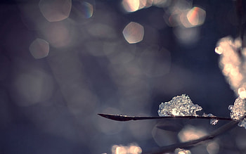Winter, Ice, Snow, Macro, Glare, Branches HD wallpaper