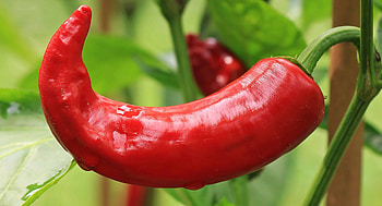 Red chili pepper, Organic nutrition, Natural vegetable, Healthy spice HD wallpaper