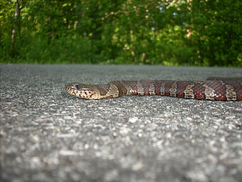 Snake at Great Swamp, R.I., snake, stripes, reptiles, miscelaneous HD wallpaper