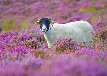 Animals, Flowers, Grass, Lilac, Ram HD wallpaper
