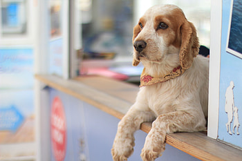 Animals, Lies, Dog, Muzzle HD wallpaper