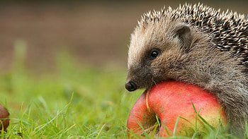 Hedgehog , Sonic the hedgehog, Shadow the hedge HD wallpaper