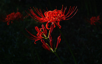 Flower, Plant, Dark HD wallpaper
