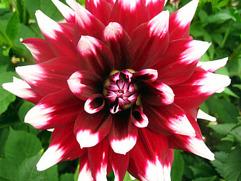 Red flower, white, graphy, flower, red, nature, flowers, macro HD wallpaper