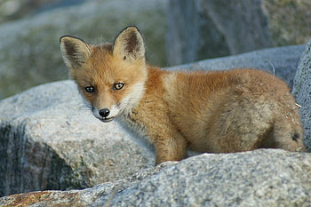 FOX KIT, kit, wildlife, cute, canine, fox HD wallpaper