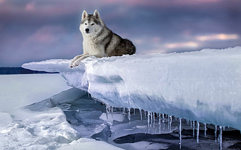 Alaskan Malamute husky, Snowy landscape, Winter dogs, Stunning sunset HD wallpaper