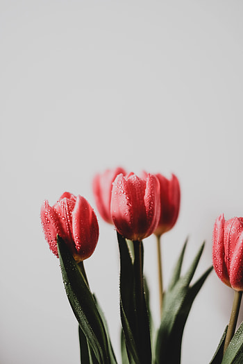 Flowers, Drops, Wet, Bouquet, Tulip HD phone wallpaper