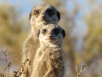 Animals, Couple, Pair, Sight, Opinion, Fright, Meerkat, Surikat HD wallpaper
