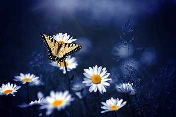 Butterfly On Flowers, butterfly, flowers, graphy HD wallpaper