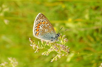 Close up, wings, butterfly, close up HD wallpaper