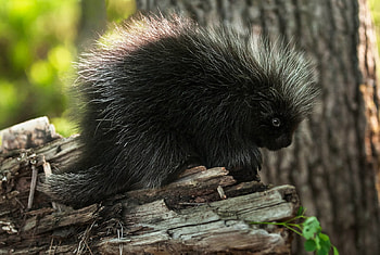 Porcupine, spines, animal, mammal HD wallpaper