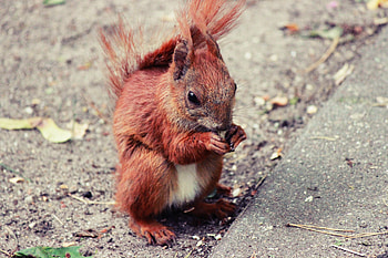 Animals, Squirrel, Food, Animal, Nice, Sweetheart HD wallpaper