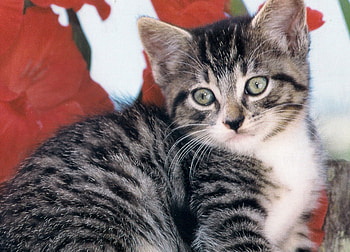 Where am I?, kitten, white, grey, poppy, green, flowers HD wallpaper
