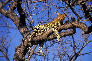 WILD LEOPARD, leopard, wildlife, big cat, feline, wild HD wallpaper