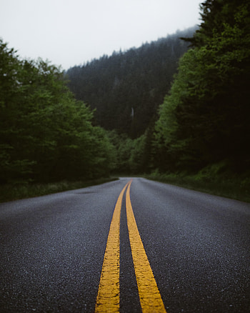 Nature, Bush, Road, Markup, Forest HD phone wallpaper