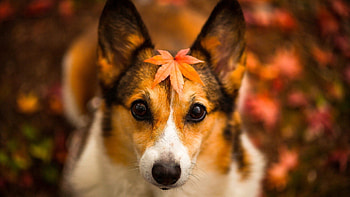 Animals, Autumn, Dog, Muzzle, Sheet, Leaf HD wallpaper