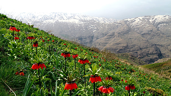 Mountain wildflowers, hills, slope, beautiful, flowers, mountain HD wallpaper