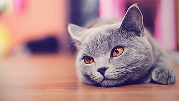 British Shorthair, Cats HD wallpaper