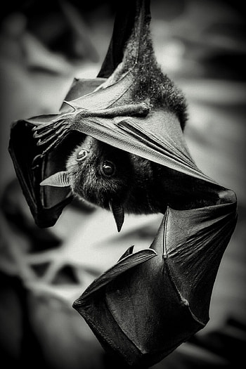 Tom's cute bat, Mammals project, Baby bats, 500px batman HD phone wallpaper