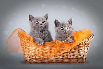 Kittens in a basket, animal, kitty, cat, Kitten, purr HD wallpaper
