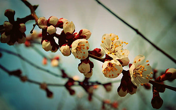 Plants, Flowers HD wallpaper