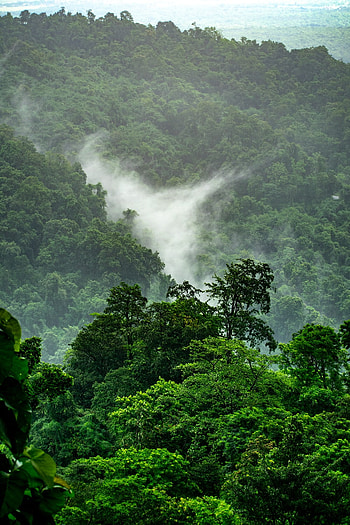 Jungle Background : Background, Beautiful Jungle HD phone wallpaper