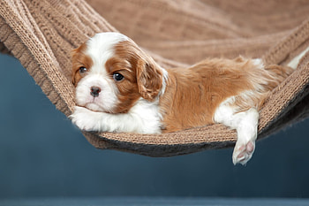 ღ, Dog, Background, Puppy, Hammock HD wallpaper