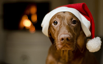 Animals, Dog, Sadness, Sight, Opinion, Cap, Sorrow HD wallpaper
