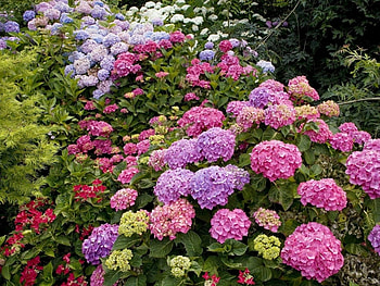Plants, Flowers HD wallpaper