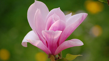 Flowers, Pink, Flower, Petals HD wallpaper