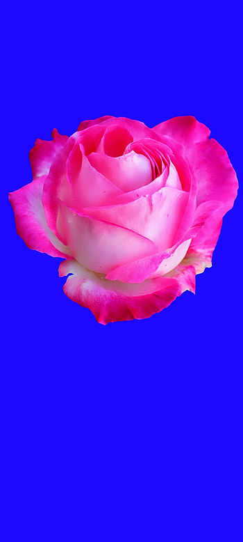 Hot Pink Rose, 3d HD phone wallpaper