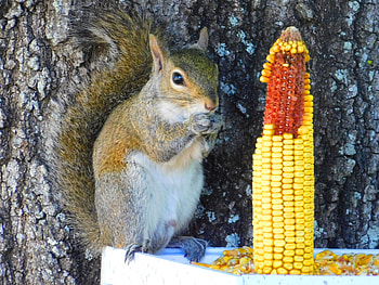 Squirrel eating, animal, corn, small, squirrel HD wallpaper