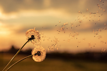 Flowers, Dandelions, Plant, Macro, Fluff, Fuzz HD wallpaper