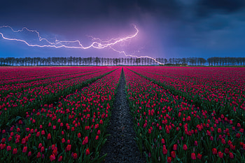Tulip Field Lightning , tulips, flowers, field, nature HD wallpaper