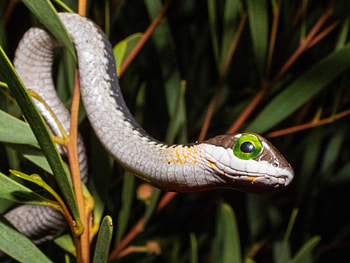 Boomslang, Dispholidus typus, Inaturalist , Green snake HD wallpaper
