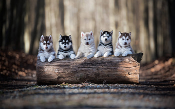Husky, Pets HD wallpaper