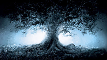 Landscape, Trees, Night HD wallpaper