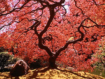 Red Spring, awesome, colors, nice, ipe, background, scenery, petals, trees, fullscreen, white, multicolor, stones, leaves, green, nature, trunks, paisage, black, sand, graphy, land, beauty, day, roots, laguna, paysage, scene, lakes, landscapes, claear, wood, waterfront, cena, spring, scenario, maroon, beije, flamboyant, forests, cenario, leaf, grove, colorful, blue, natural, , colours, brown, , amazing, water, creeks, sun, pistils, lagoons, beautiful, orange, sunlights, seasons, , multi-coloured, hop, red, cool, branches, paisagem, sky, flowers, rivers HD wallpaper