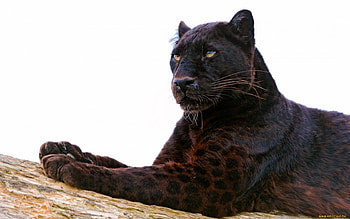 Animals, Panthers HD wallpaper